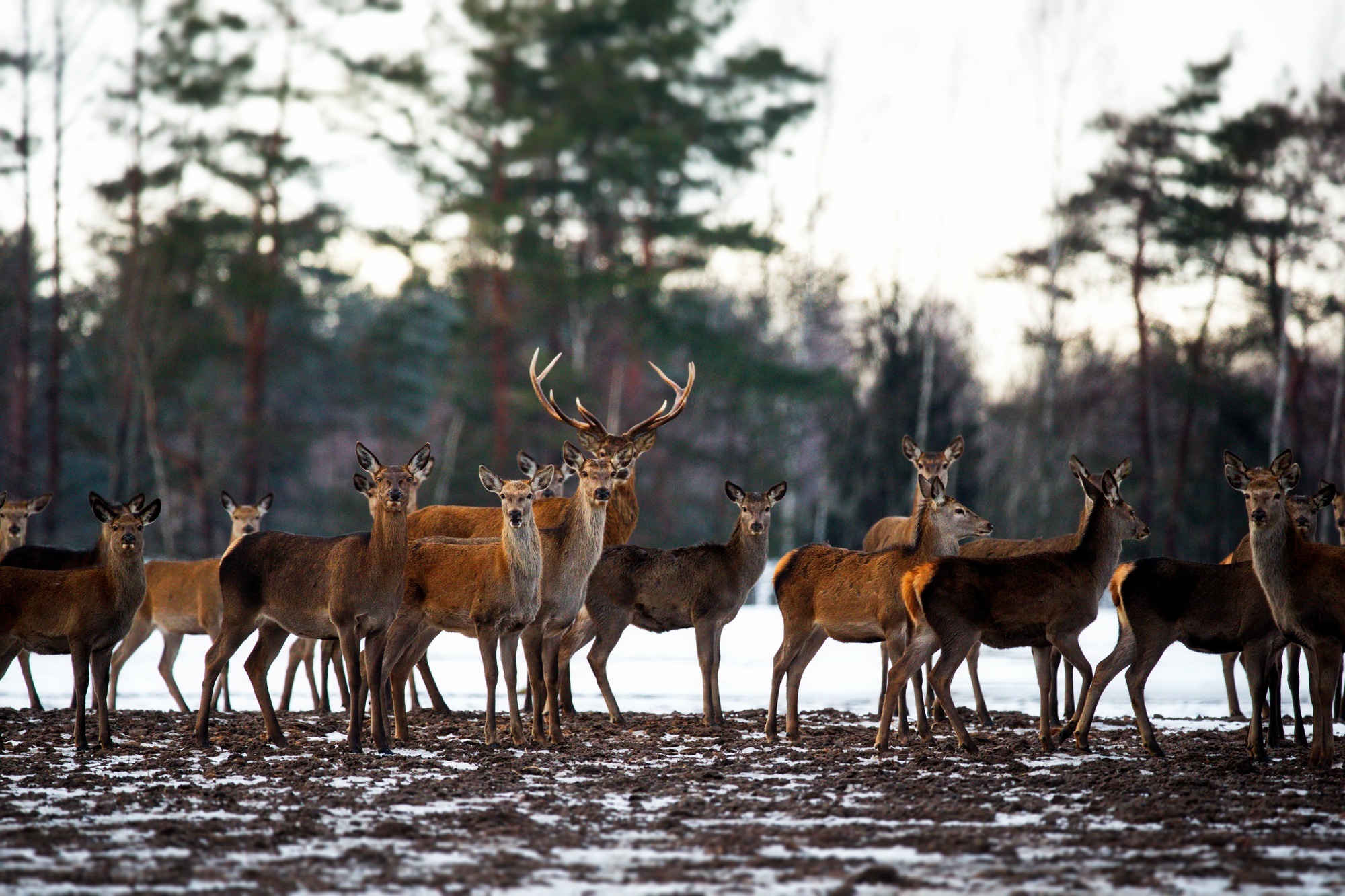 Belarus Weather Report