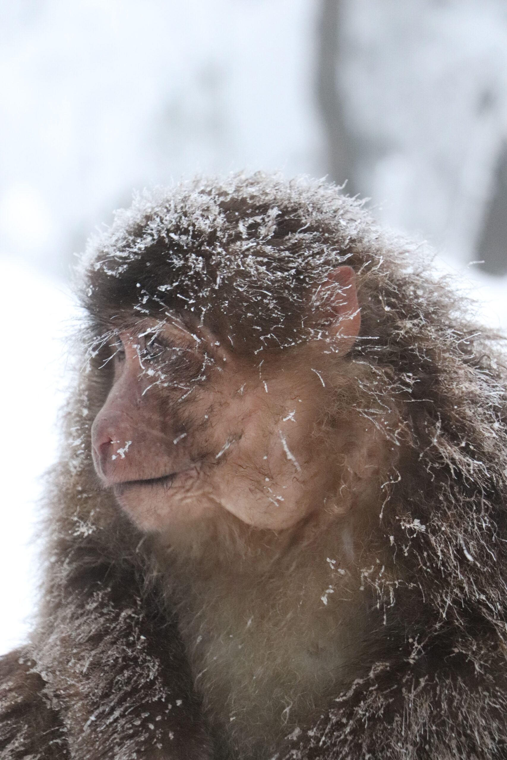 Japanese Macaque Snow Monkey